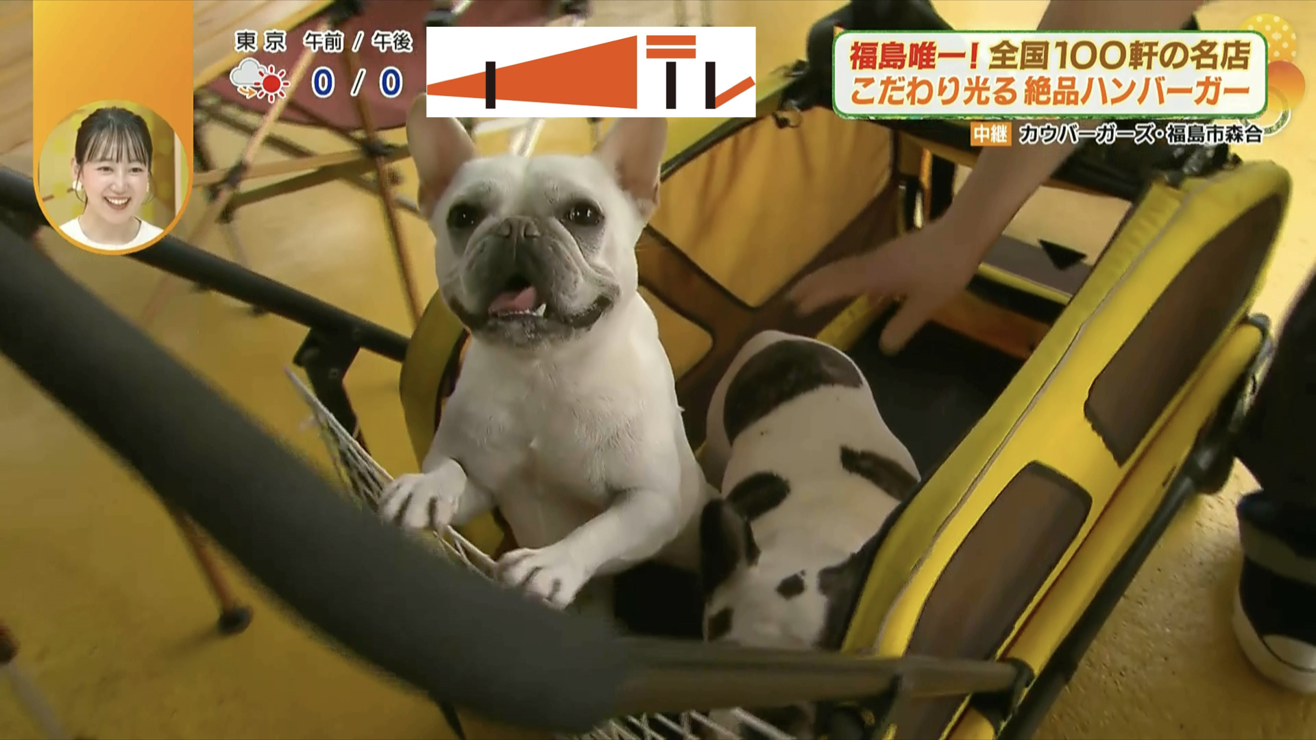 立ち上がってアピールしているのが、バイトのこはるちゃん